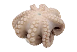 pulpo entero crudo batido flor IQF 2.png 1
