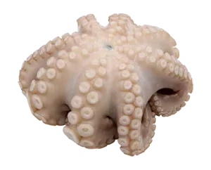 pulpo entero crudo batido flor IQF 2.png 1
